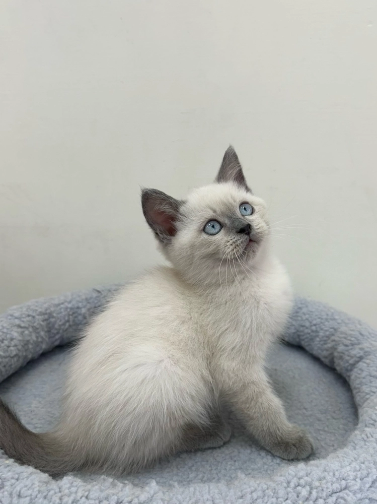 藍重點布偶弟弟