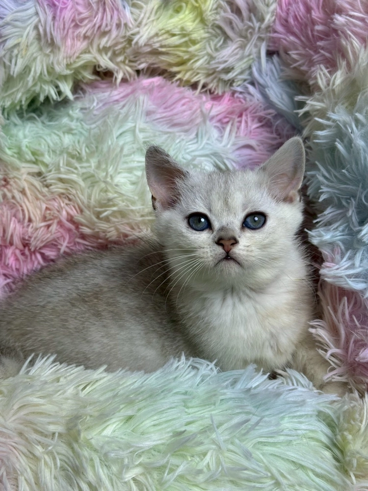 銀漸層英短妹妹