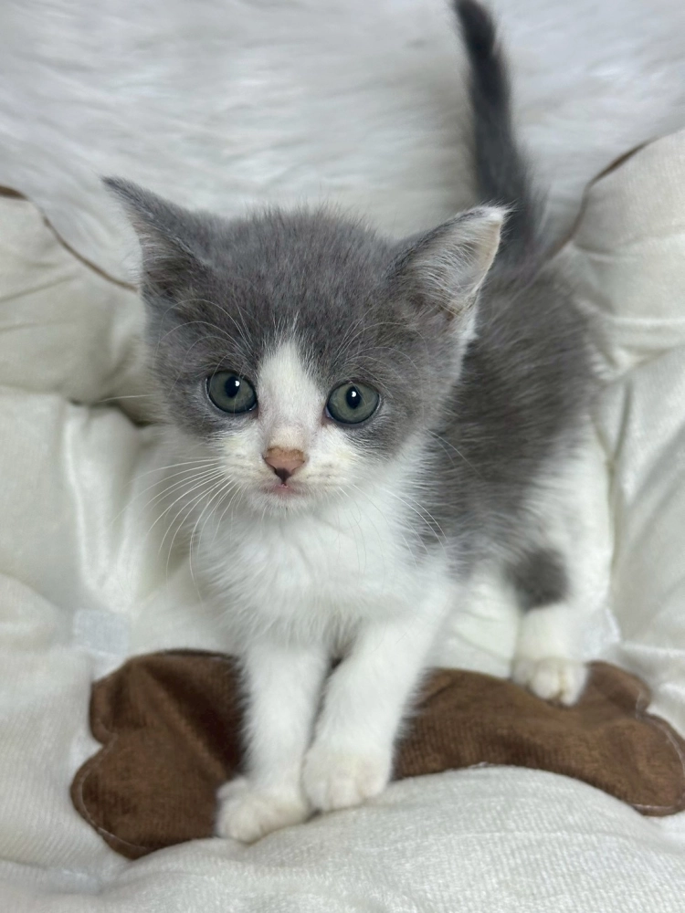 藍白賓士英短弟弟