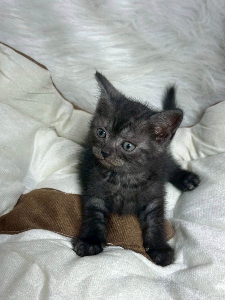 煙燻黑虎斑英短妹妹