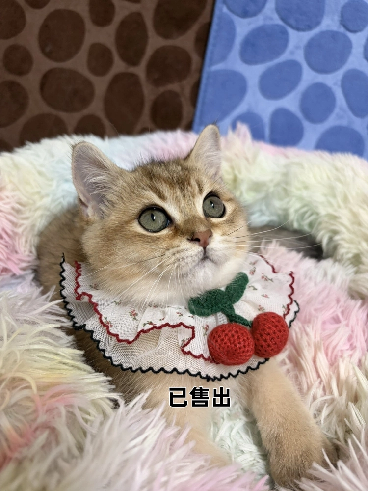 金漸層迪迪