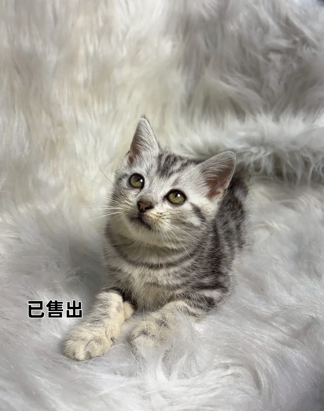 美國短毛貓妹妹