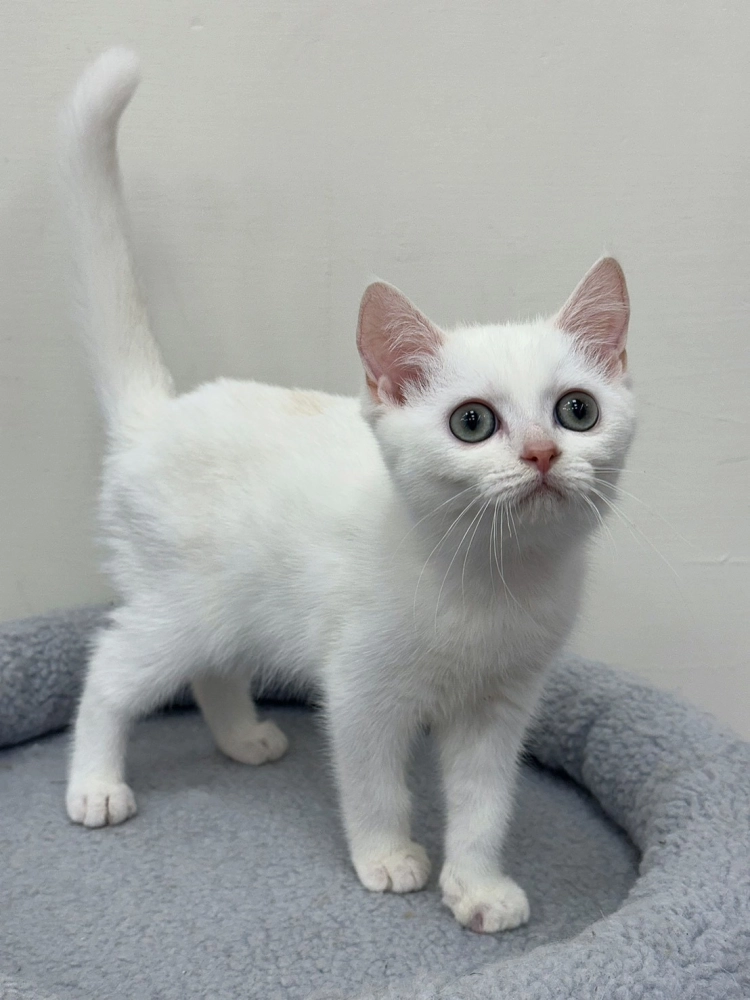 金點漸層英短弟弟