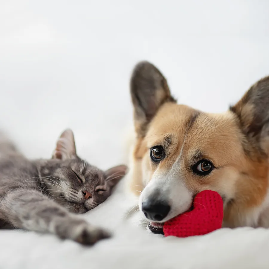 全新網站架設中