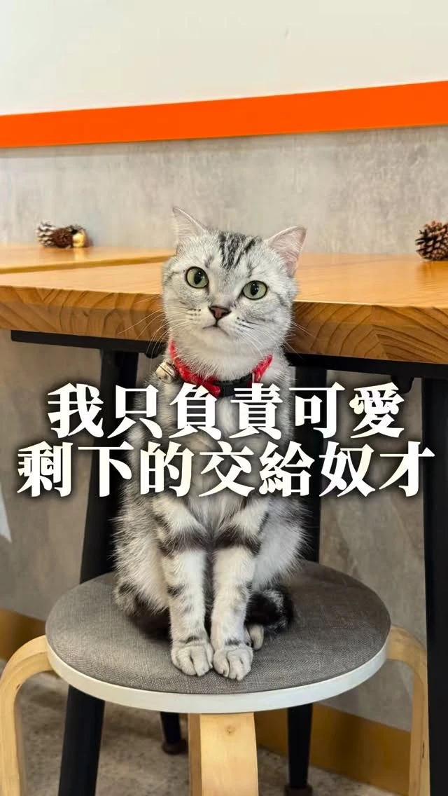 把拔說我負責可愛就行