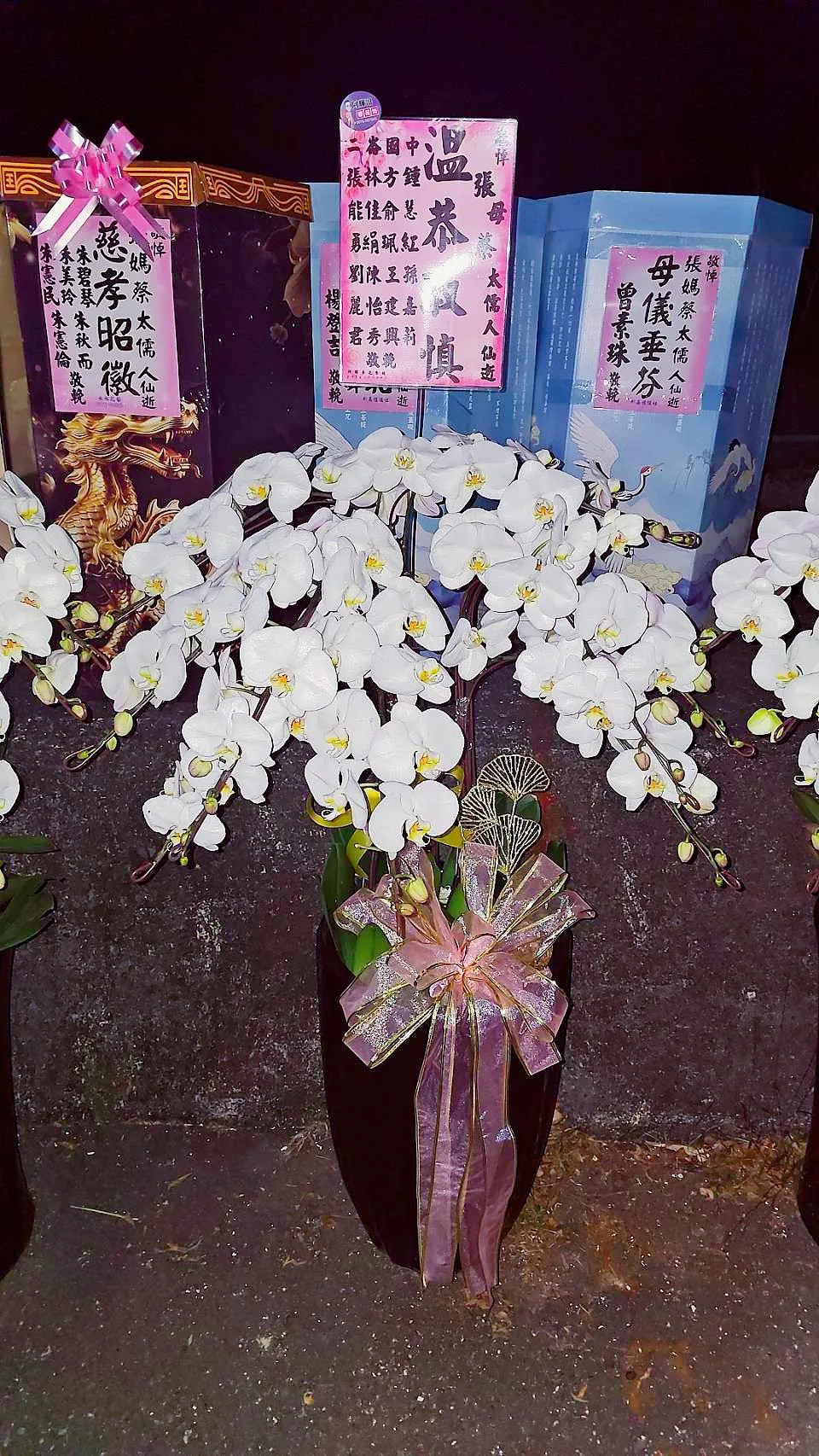蘭花盆景
