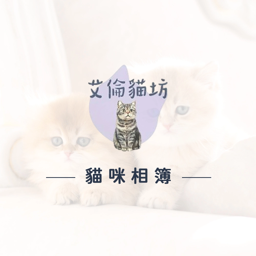 布偶貓