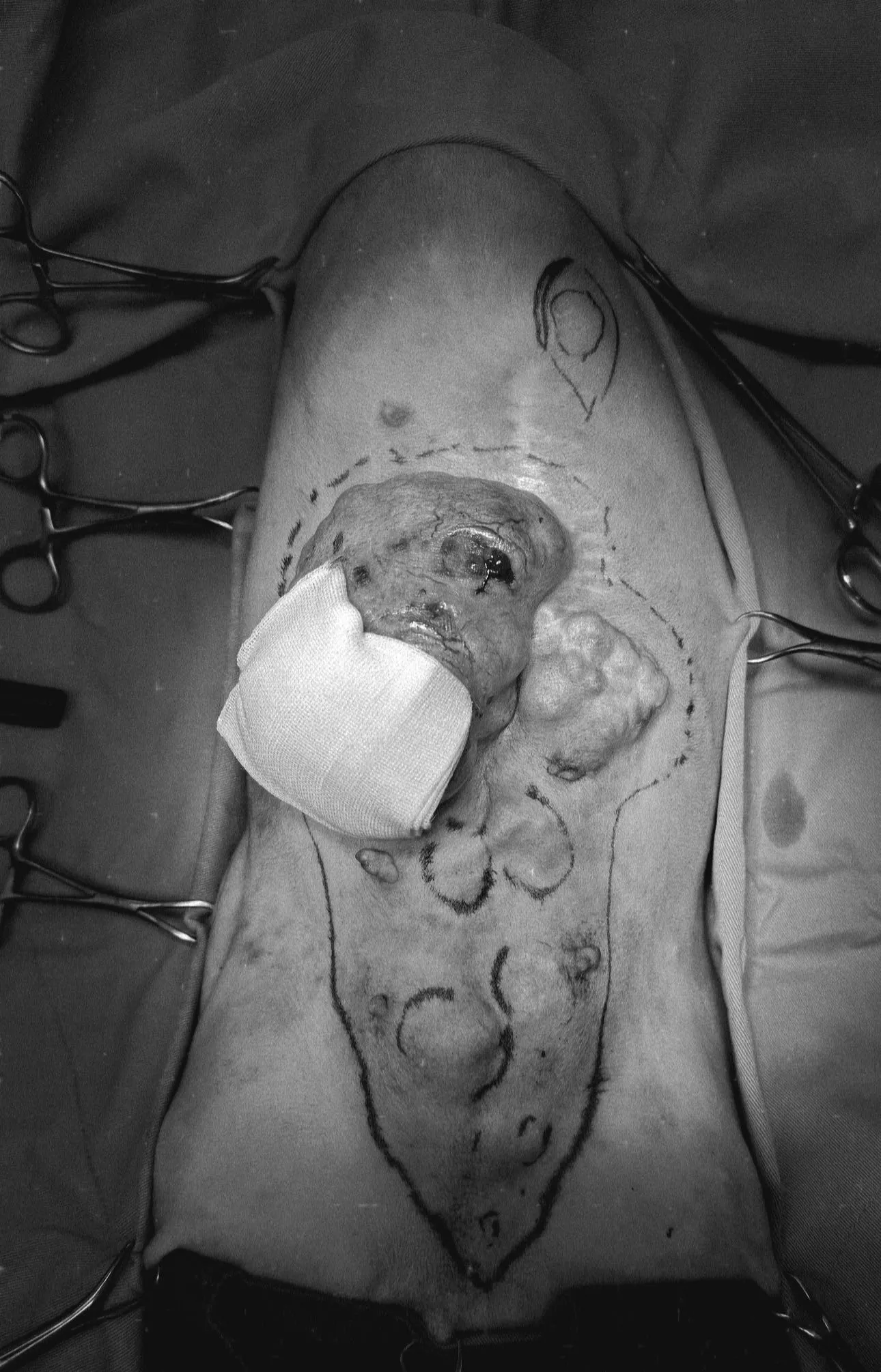 狗狗長腫瘤，手術可以再等等嗎？