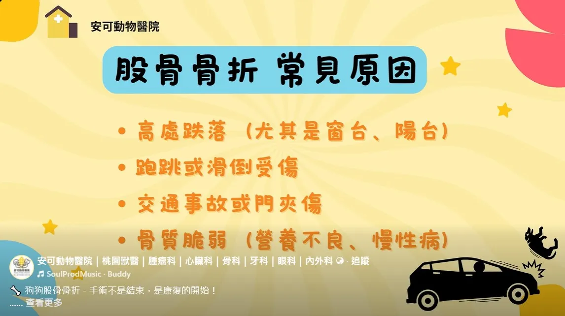 狗狗股骨中段骨折