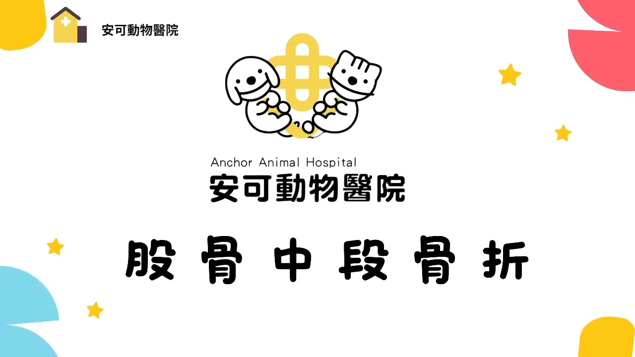 狗狗股骨中段骨折