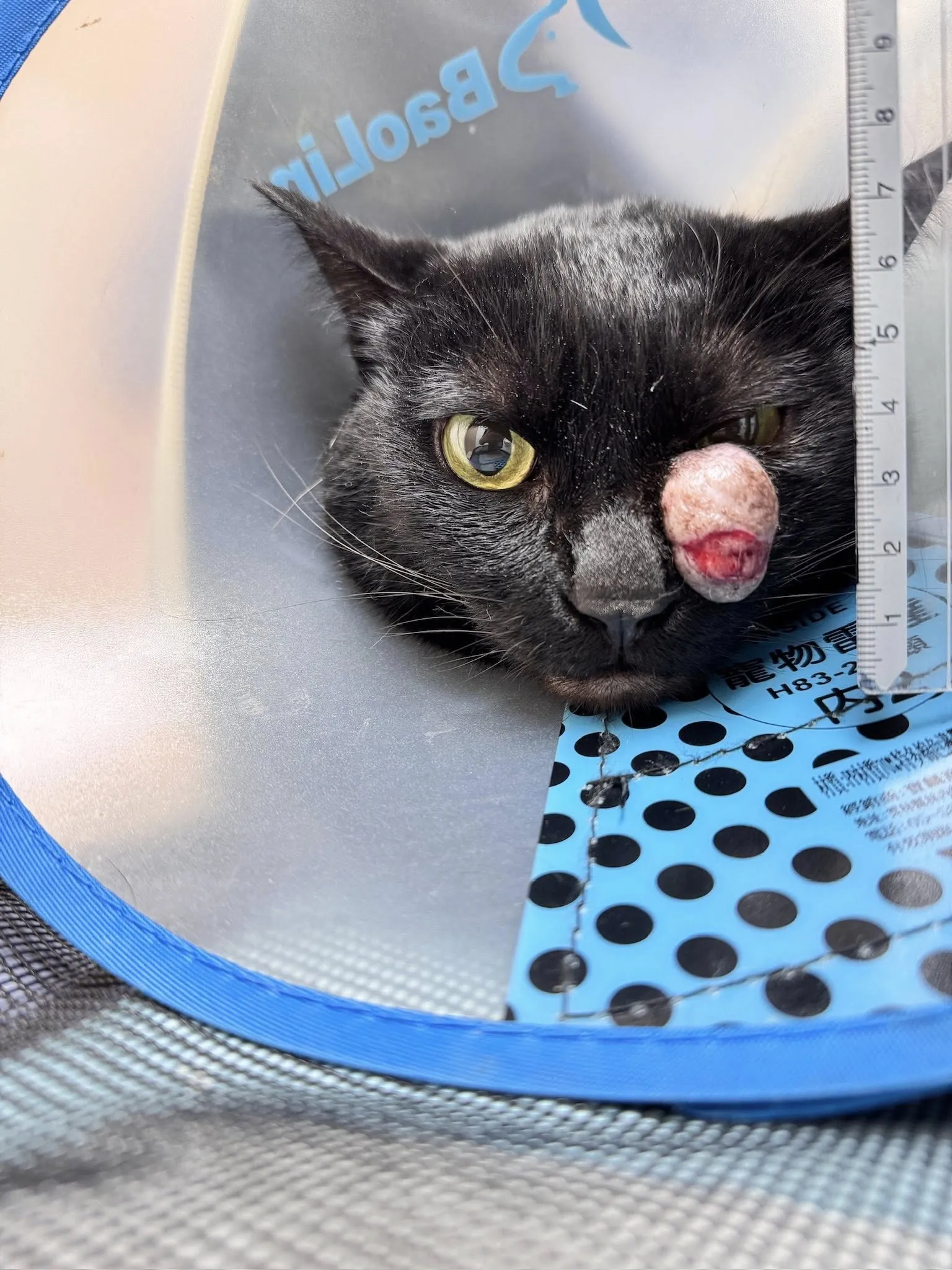 貓肥大細胞瘤治療新選擇-冷凍消融治療