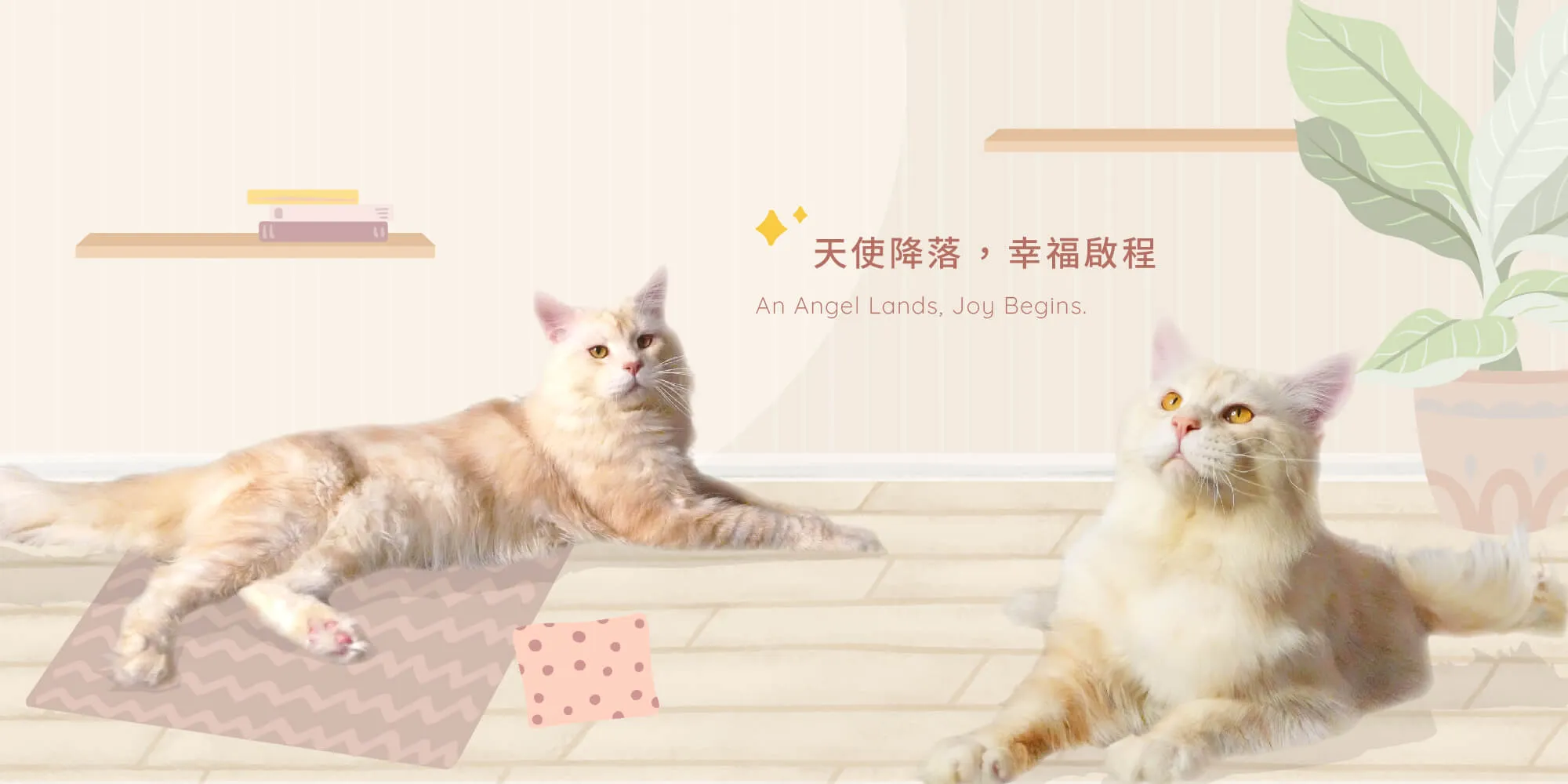 天使貓舍-緬因貓舍,緬因貓幼貓舍,台南緬因貓舍,永康緬因幼貓舍
