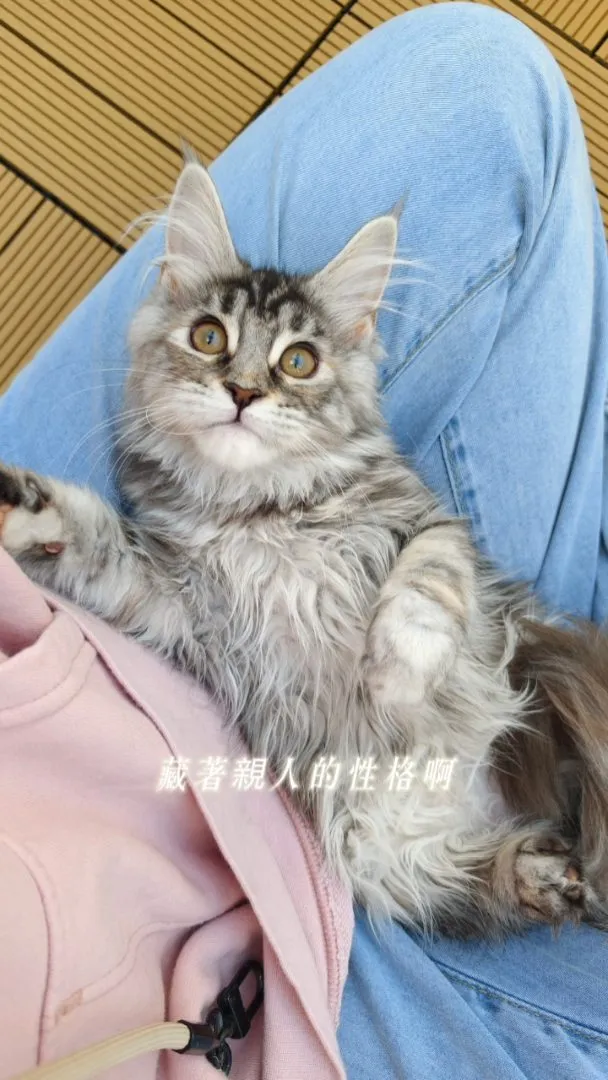 想養緬因貓？先聽完這首歌！