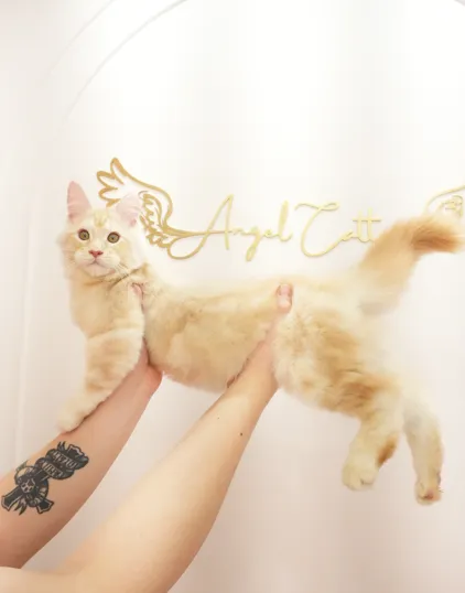 【已有家】Sunny 凱米爾緬因貓