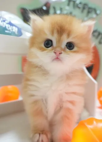 琥珀｜BLH by 12-公 