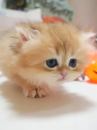 希諾｜BLH by 11-母