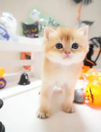 斐爾｜BSH ny 11-公