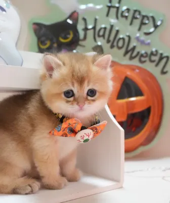 焦糖｜BSH ny 11-母