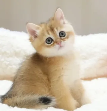 焦糖｜BSH ny 11-母