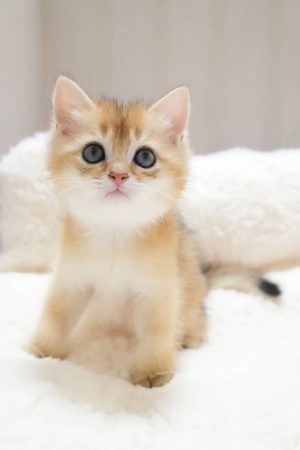 斐爾｜BSH ny 11-公