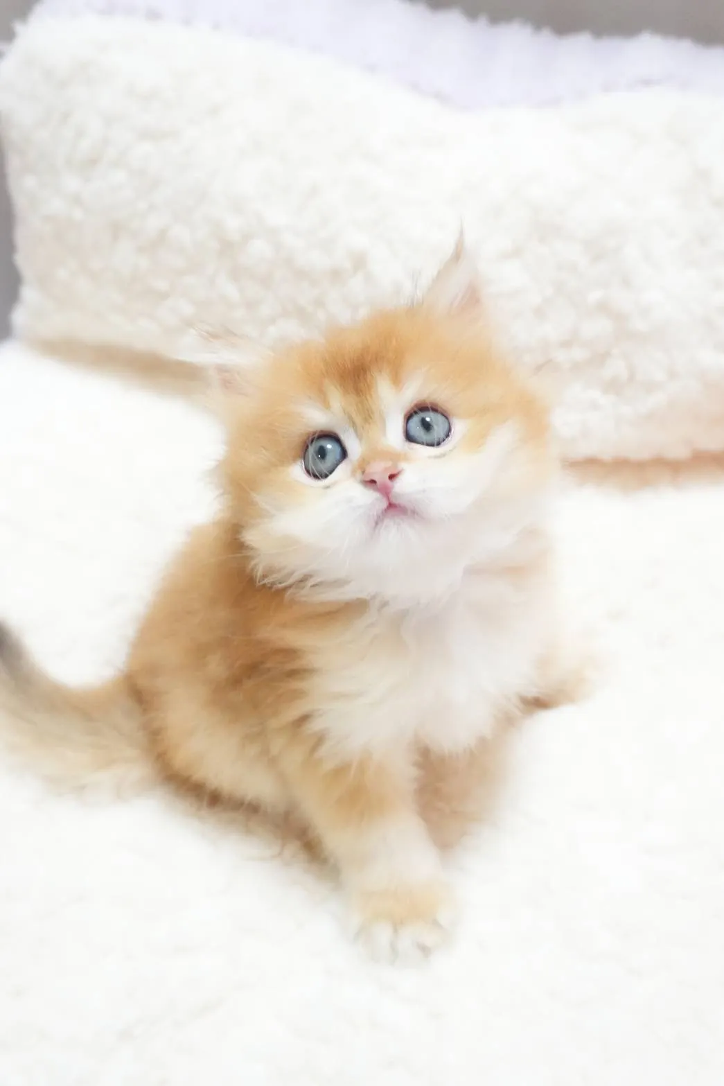 琥珀｜BLH by 12-公 