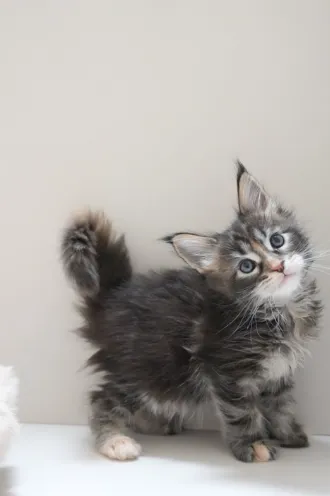 虎斑玳瑁-Marina｜緬因貓(妹妹)