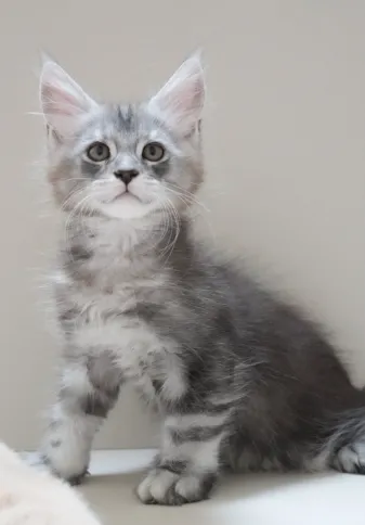 黑銀虎斑-Olin｜緬因貓(弟弟)