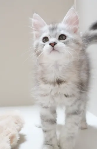 高銀黑虎斑-Luna｜緬因貓(妹妹)