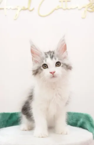 銀虎斑加白-壯壯｜緬因貓(弟弟)