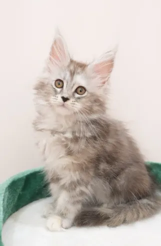 高銀玳瑁虎斑-Chiling｜緬因貓(妹妹)