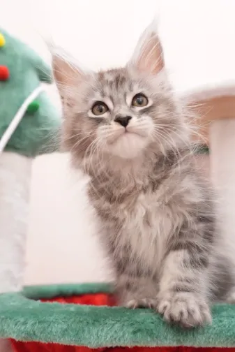 銀虎斑-寶伯特｜緬因貓(弟弟)