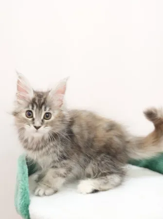 高銀玳瑁虎斑-Emily｜緬因貓(妹妹)