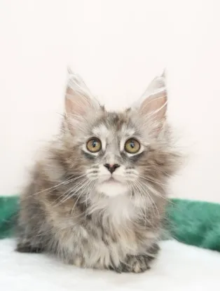 銀玳瑁虎斑-Wukong｜緬因貓(妹妹)