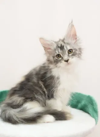 銀奶三花-Nina｜緬因貓(妹妹)