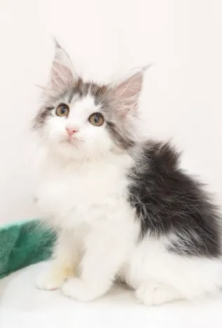 銀虎斑加白-小牛｜緬因貓(弟弟)