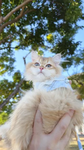 琥珀｜BLH by 12-公 