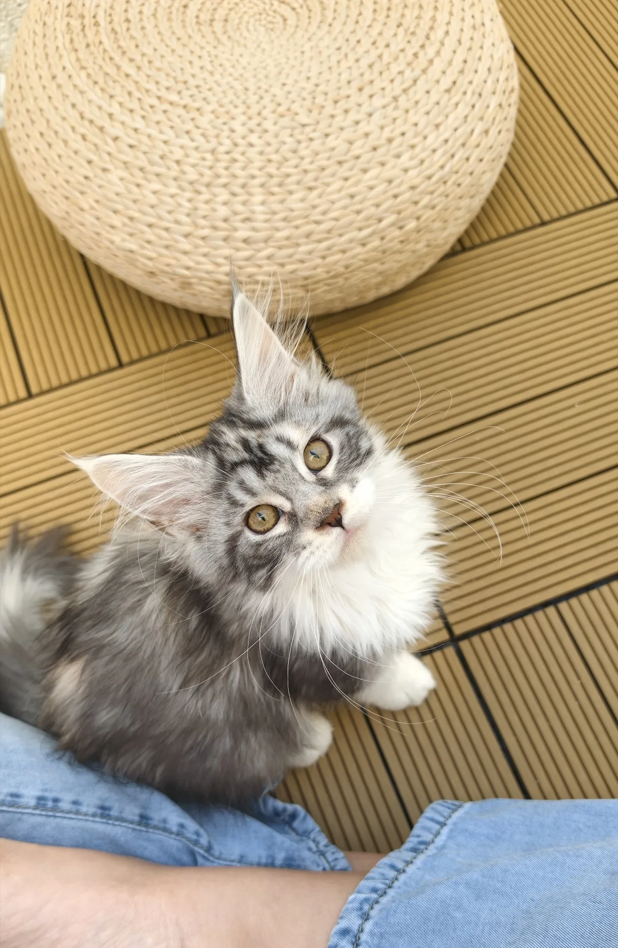 銀奶三花-Nina｜緬因貓(妹妹)