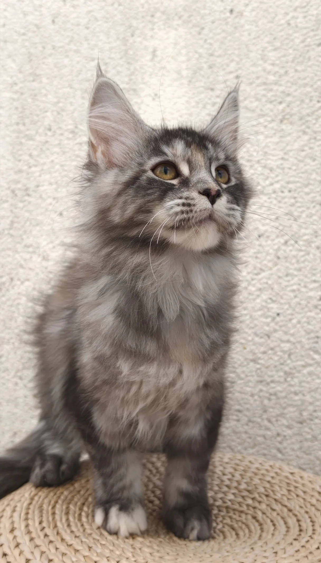 銀玳瑁虎斑-Wukong｜緬因貓(妹妹)