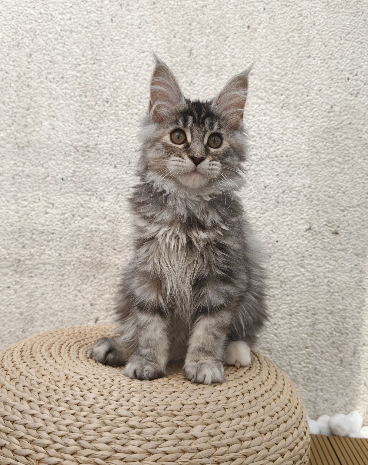 高銀玳瑁虎斑-Emily｜緬因貓(妹妹)