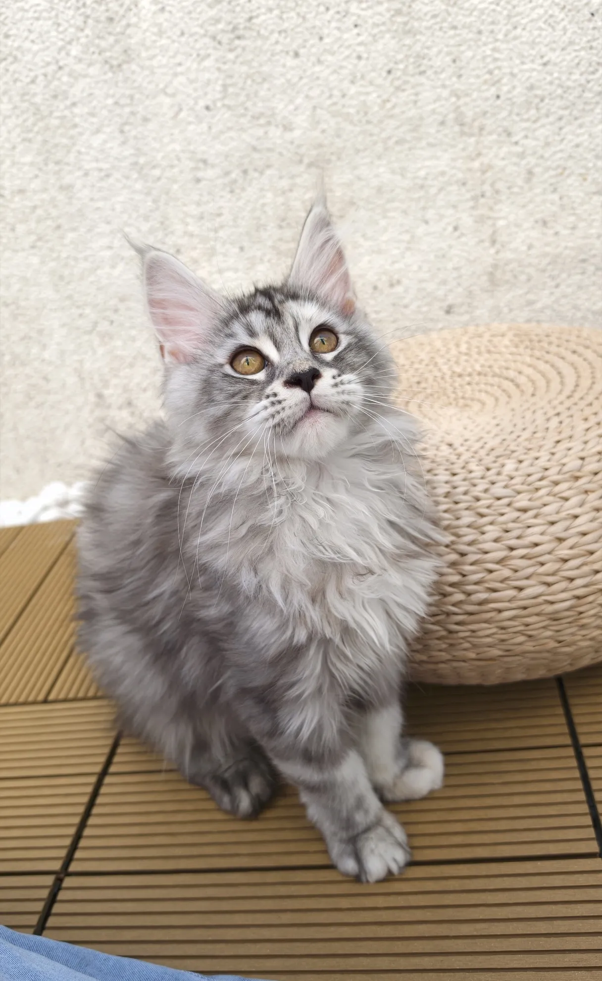 高銀玳瑁虎斑-Chiling｜緬因貓(妹妹)