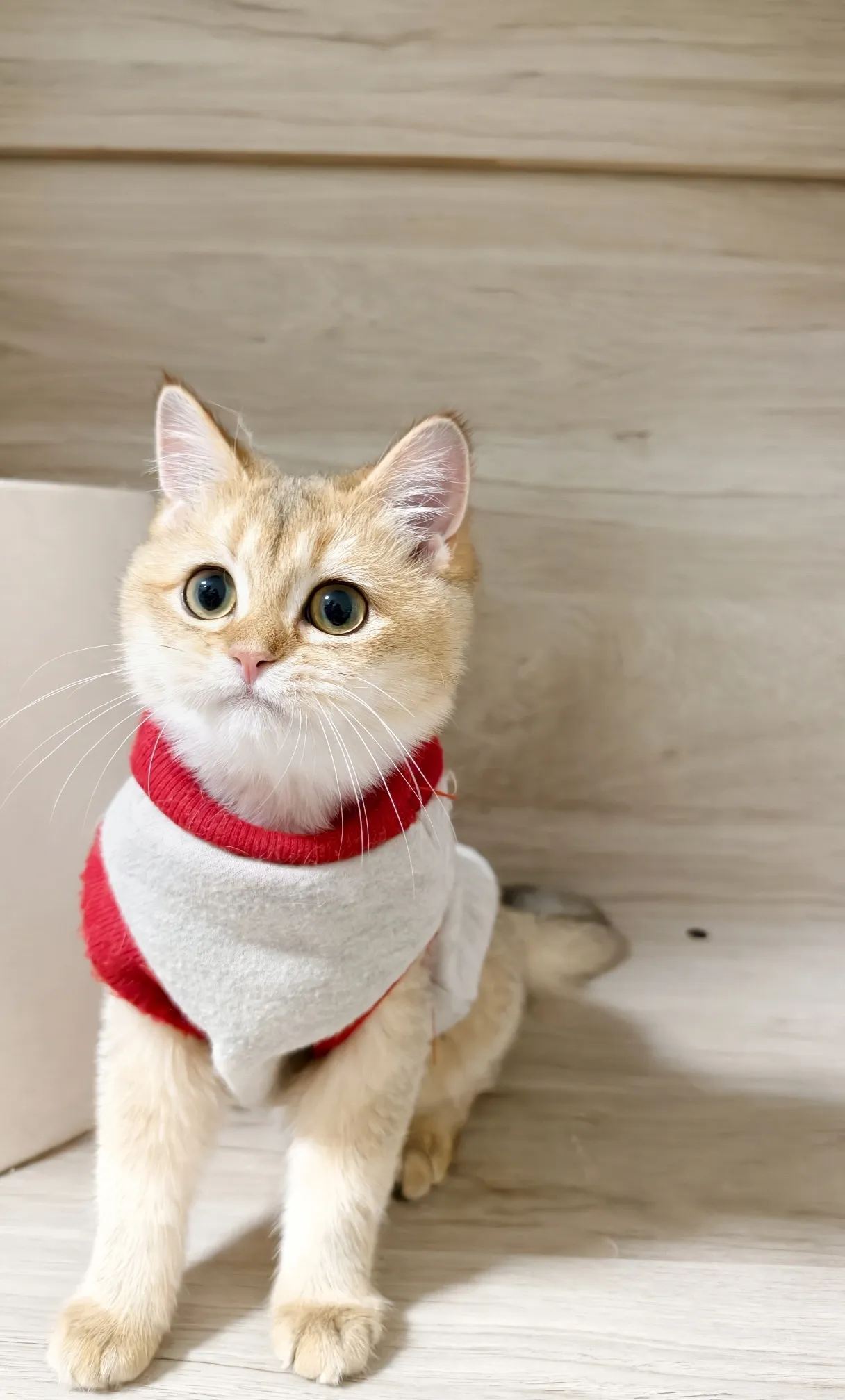 焦糖｜BSH ny 11-母