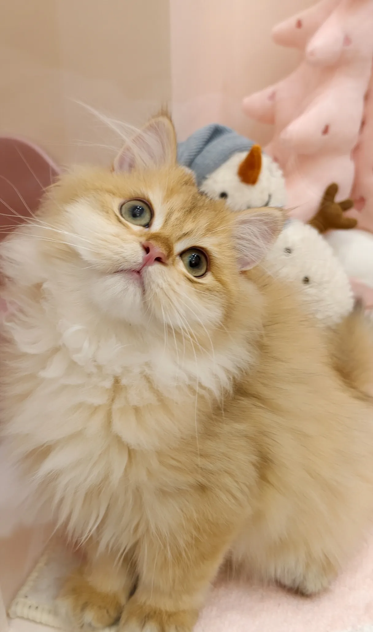 琥珀｜BLH by 12-公 