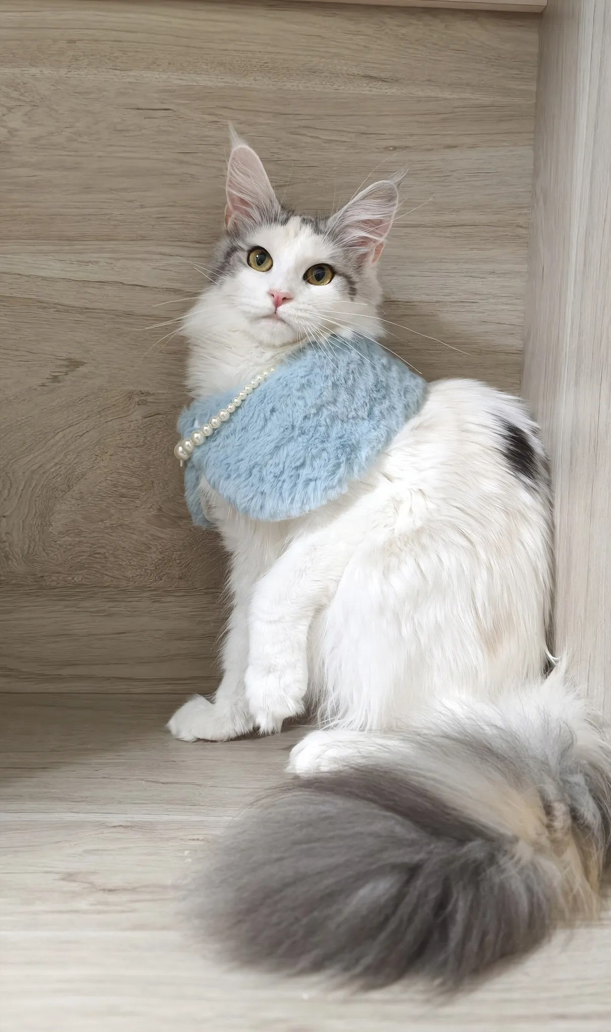 霓虹 Neon 緬因貓