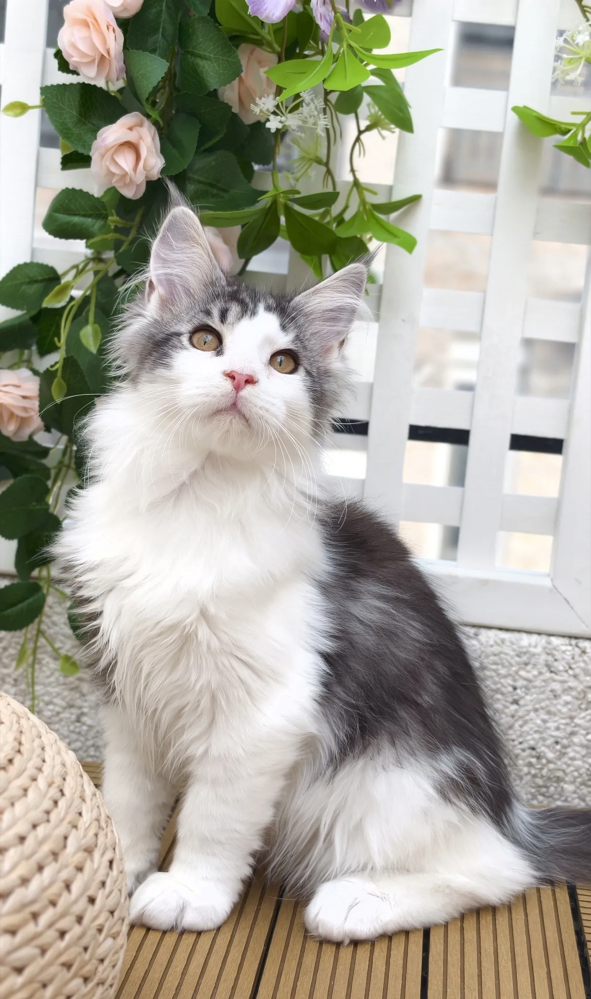 銀虎斑加白-小牛｜緬因貓(弟弟)