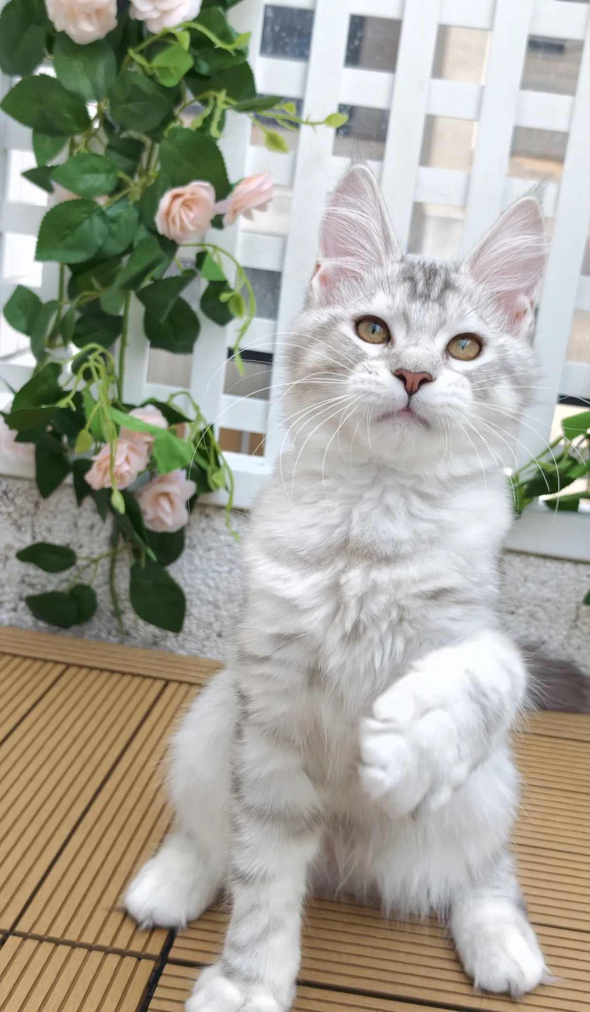 高銀黑虎斑-Luna｜緬因貓(妹妹)