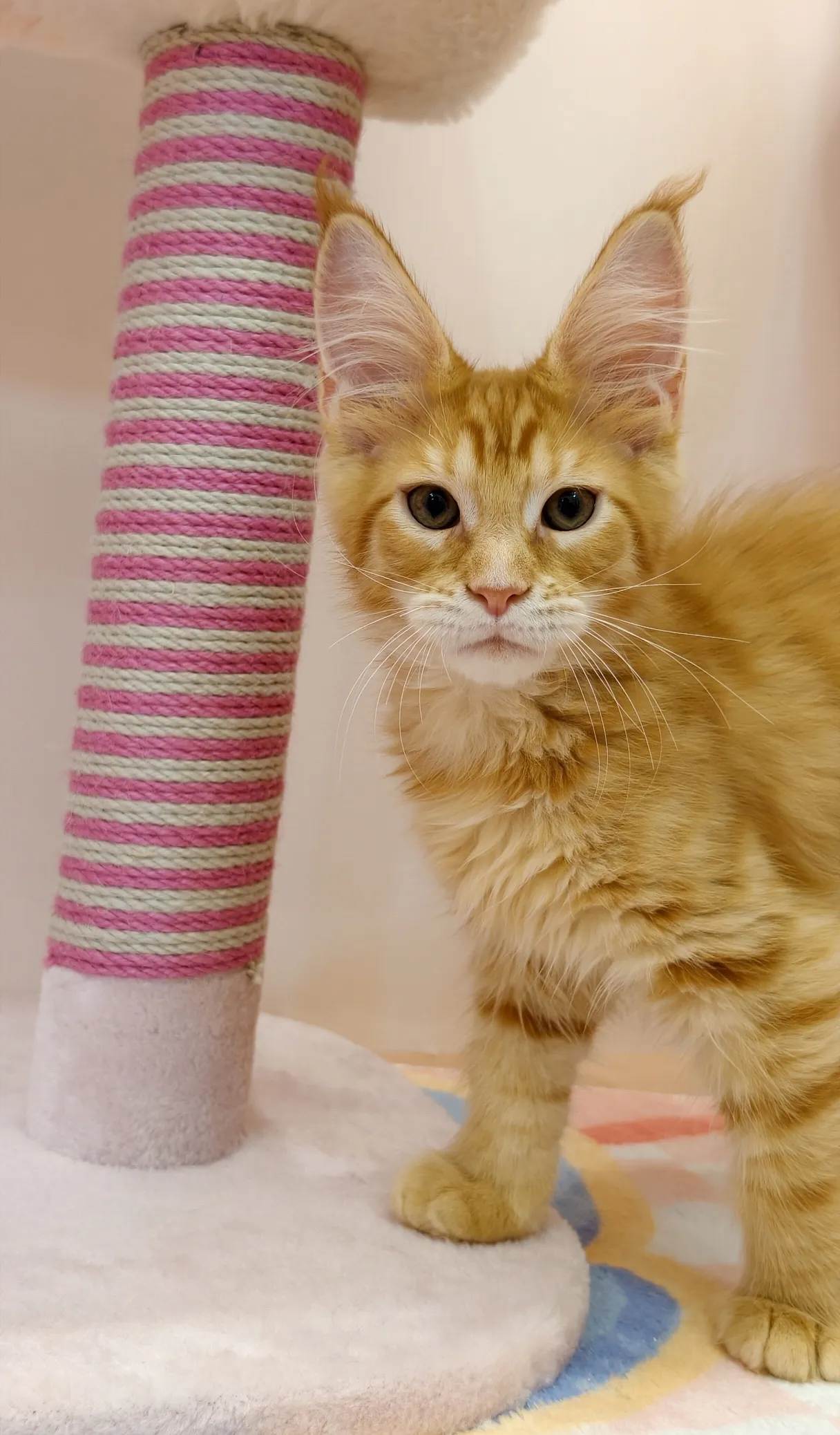 紅虎斑-雷丘｜緬因貓(弟弟)