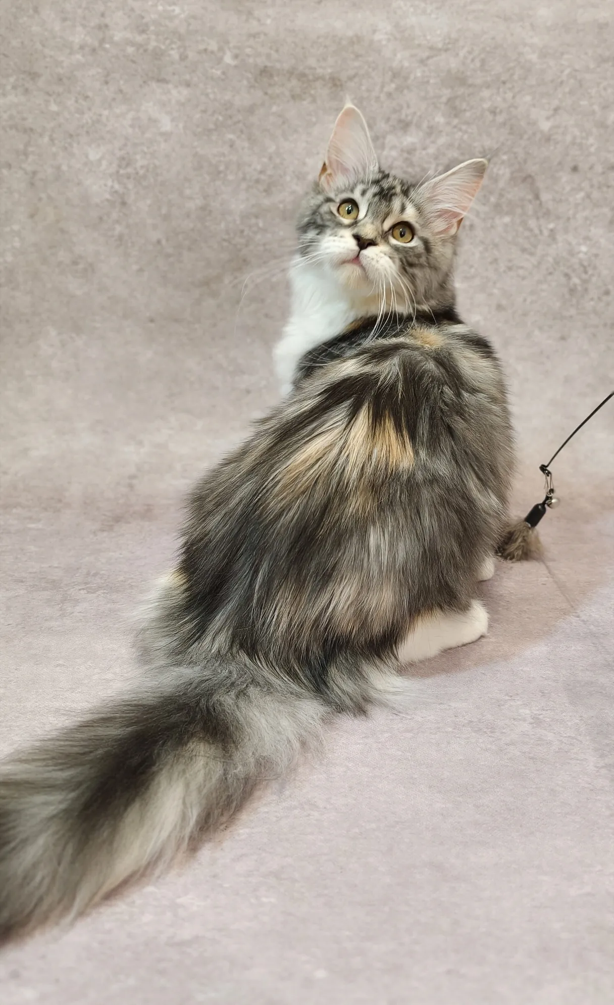 銀奶三花-Nina｜緬因貓(妹妹)