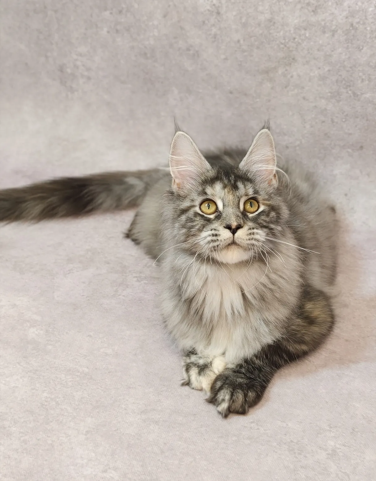 銀玳瑁虎斑-Wukong｜緬因貓(妹妹)