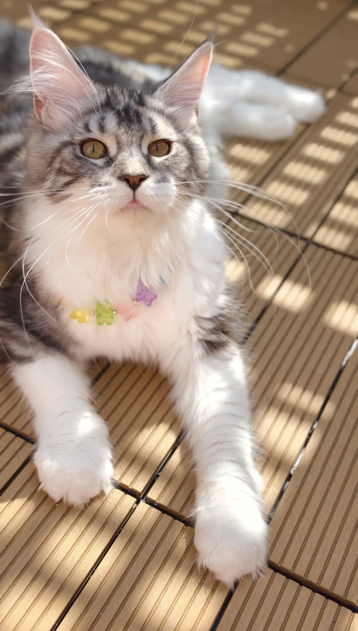 【已有家】銀奶三花-Nina｜緬因貓(妹妹)