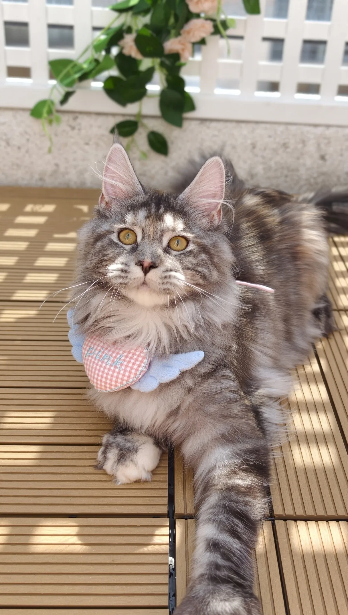 【已有家】銀玳瑁虎斑-Wukong｜緬因貓(妹妹)